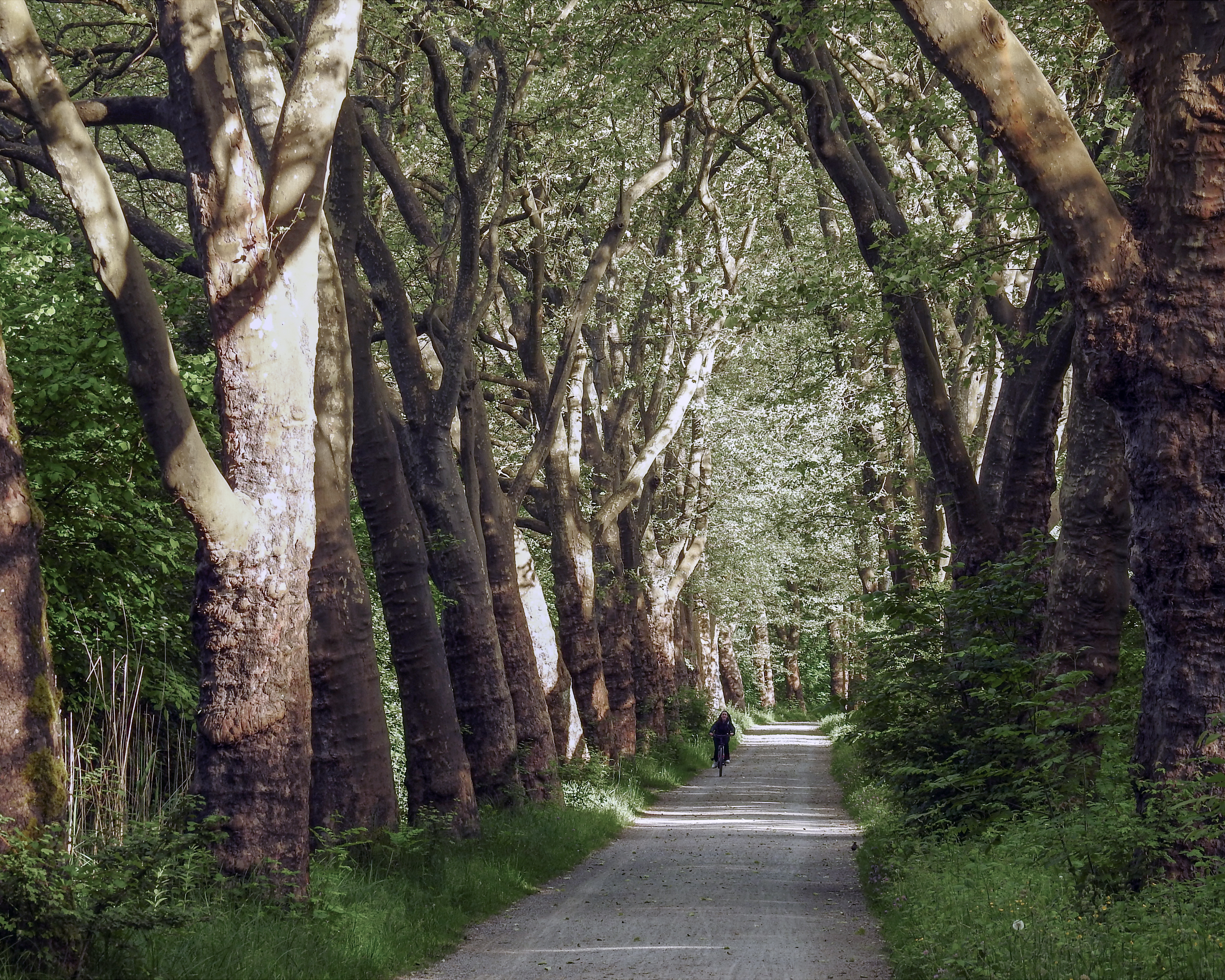 Bodensee-Radweg