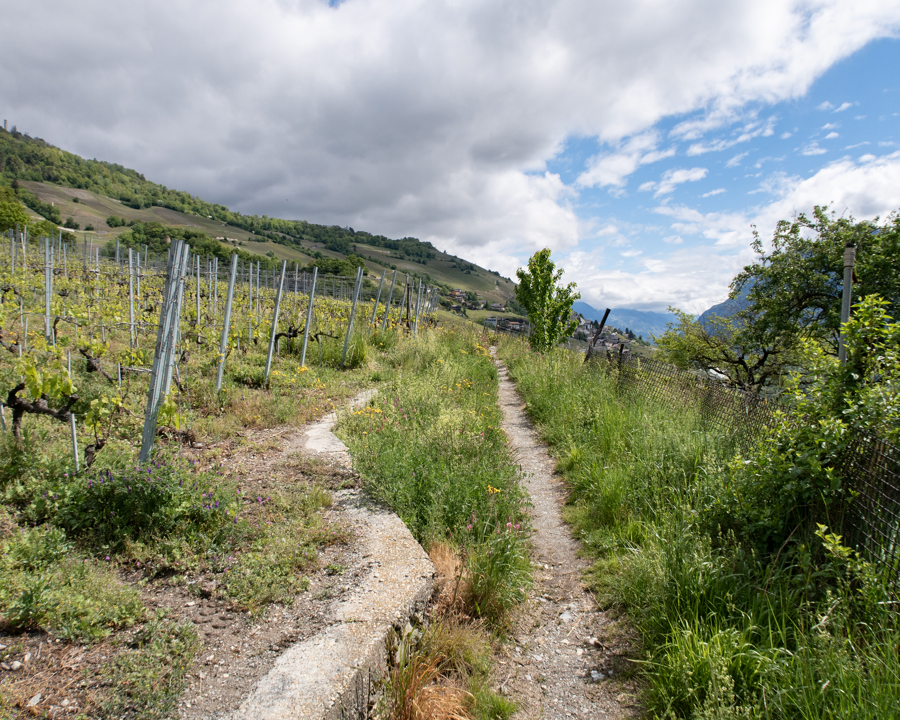 Chemin du vignoble, Etappe 3/4