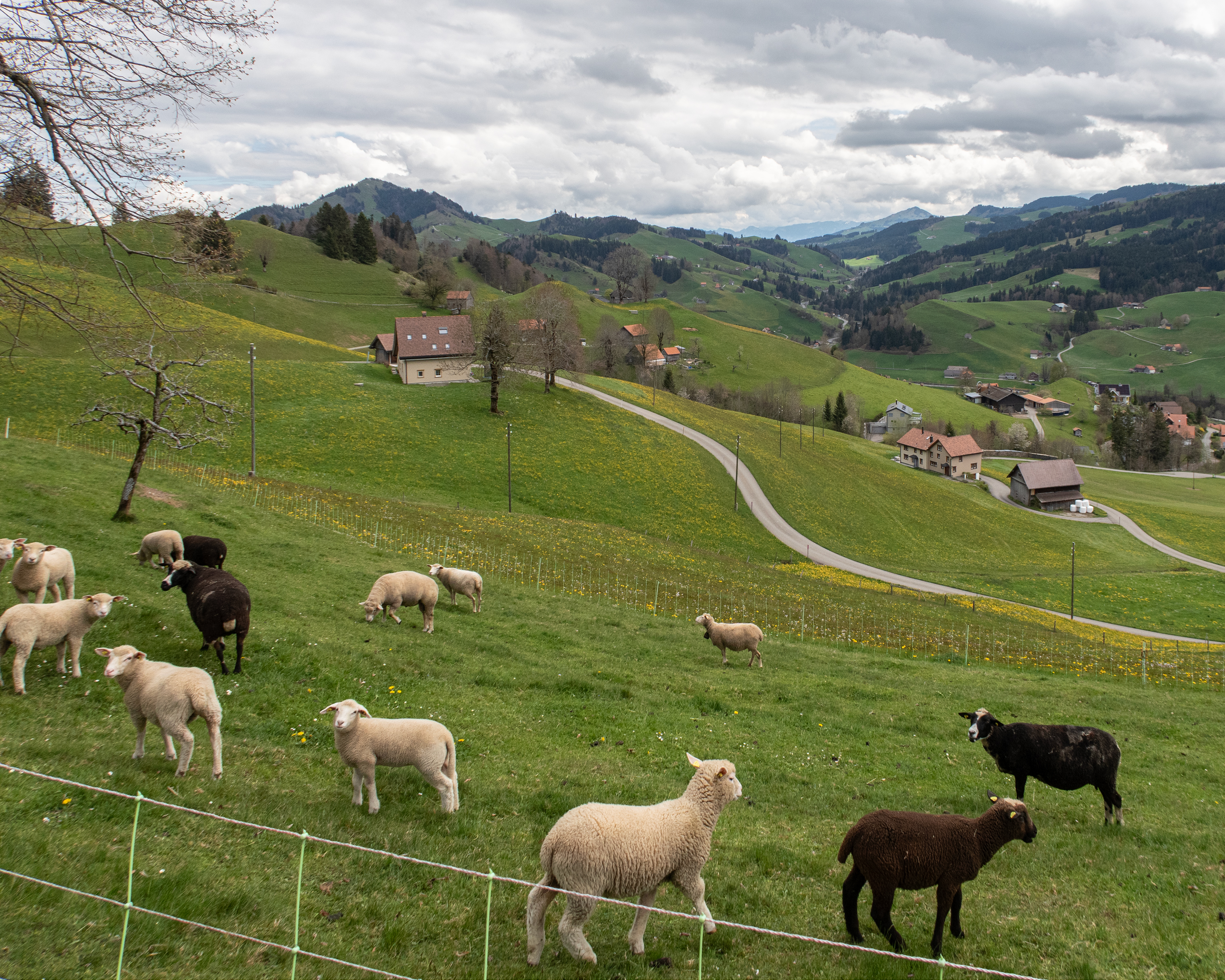 Appenzeller Weg