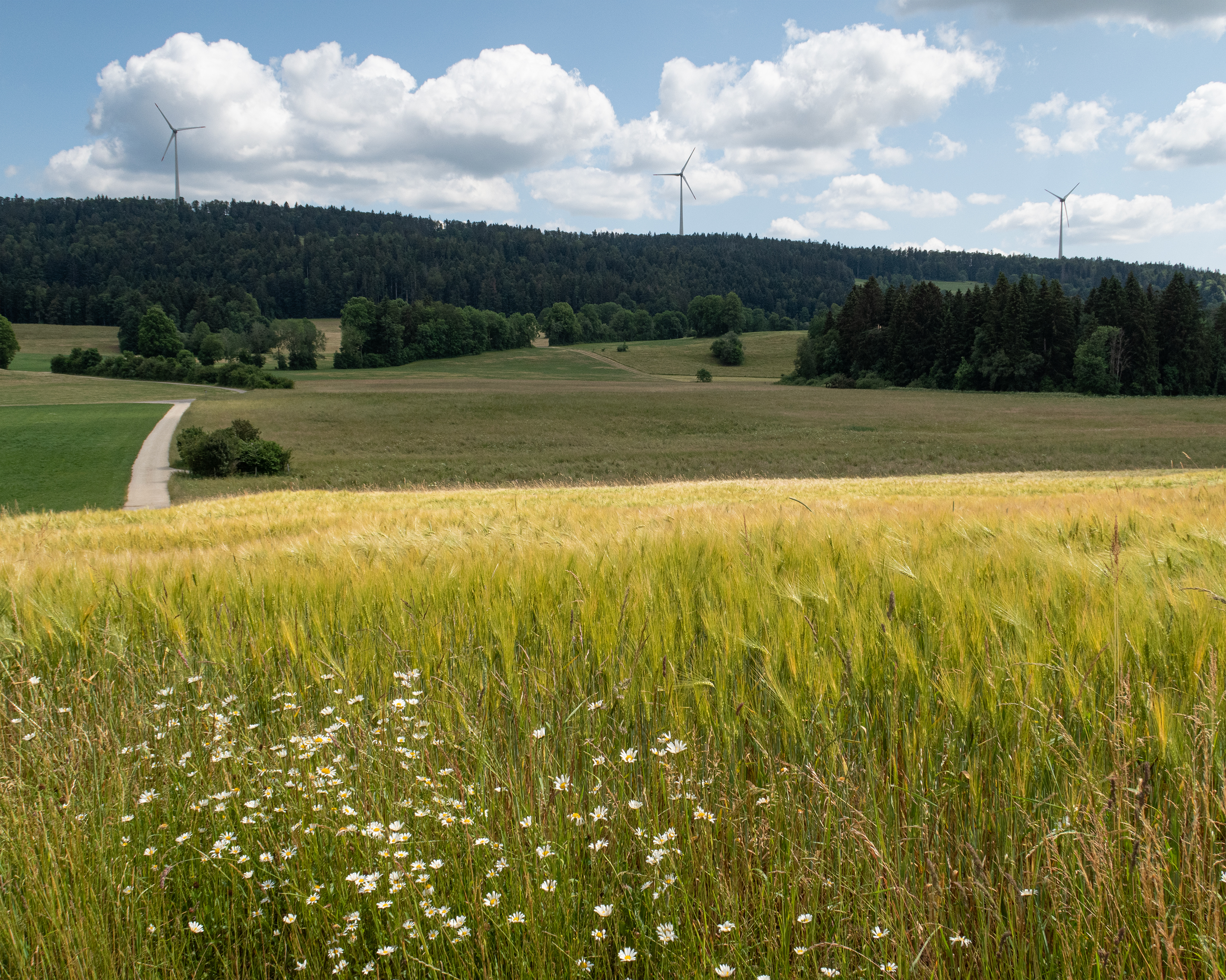 Chemin des Crêtes des Franches-Montagnes
