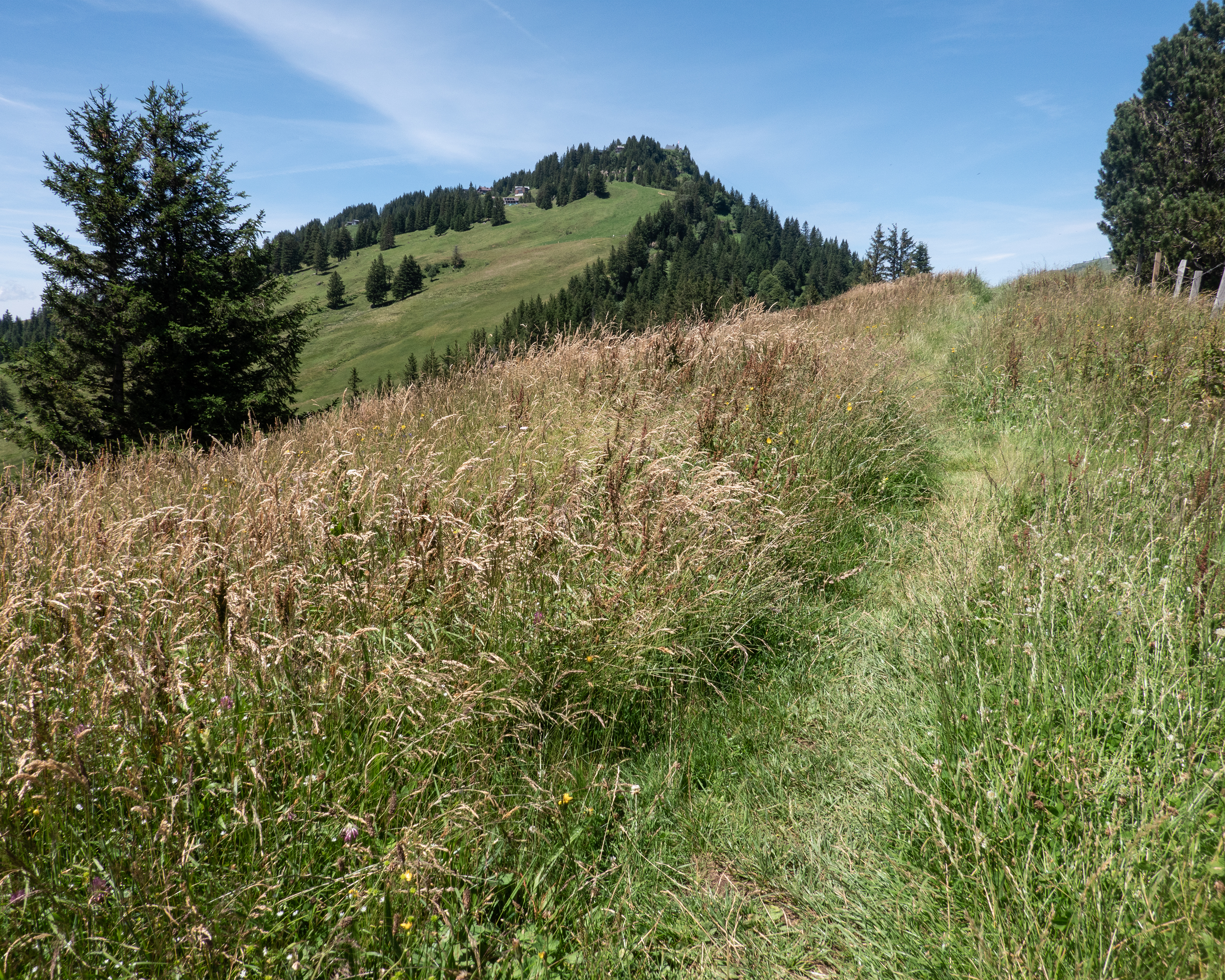 Rigi Scheidegg-Weg